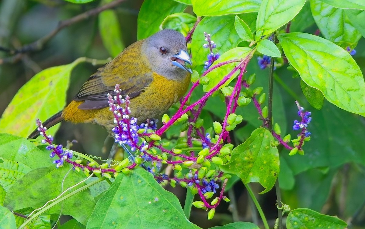 Scarlet-rumped Tanager (Passerini's) - ML646877859