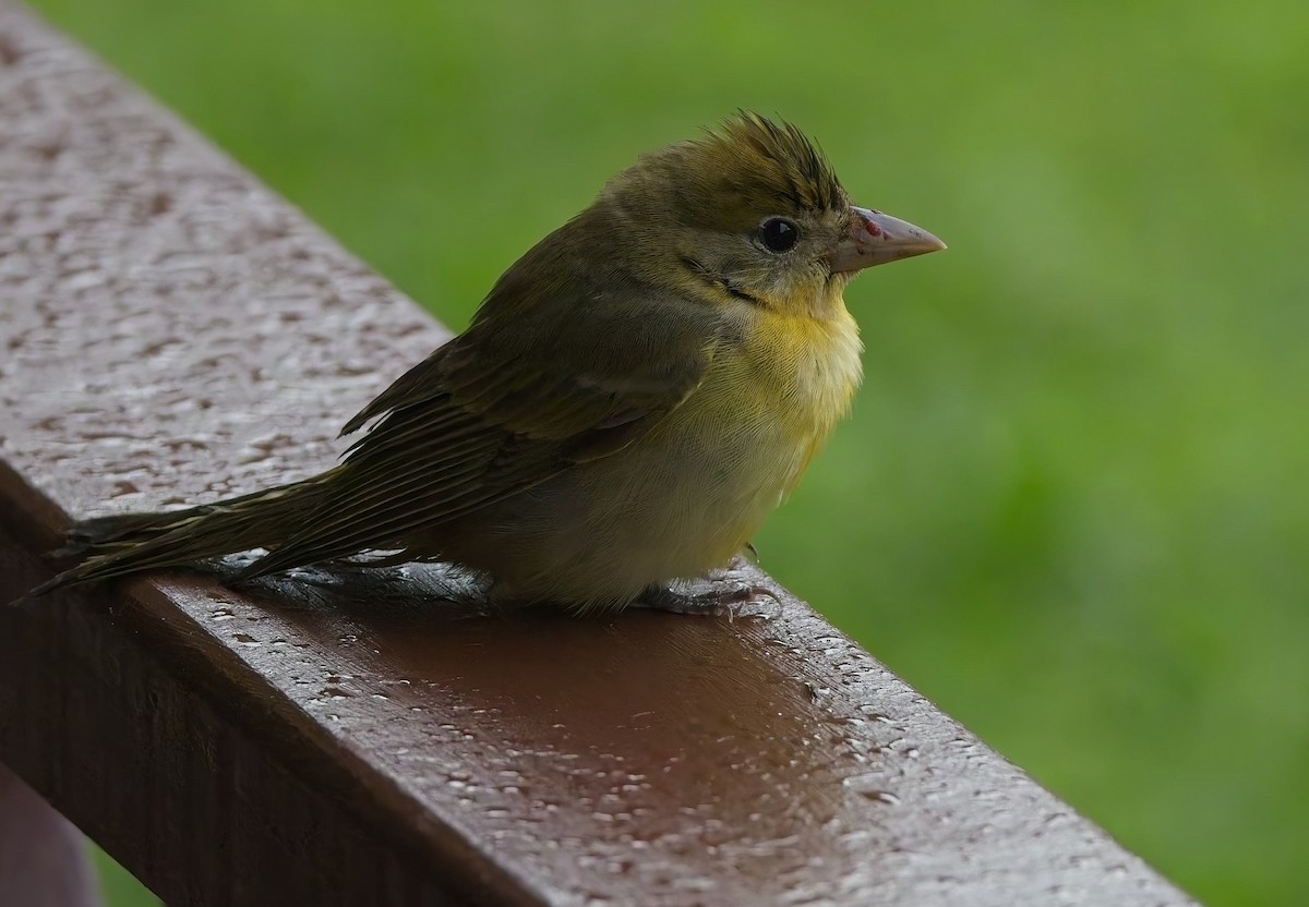 Summer Tanager - ML646877860