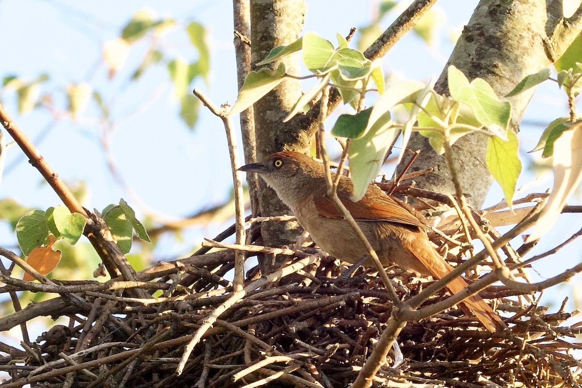 Greater Thornbird - ML646877861