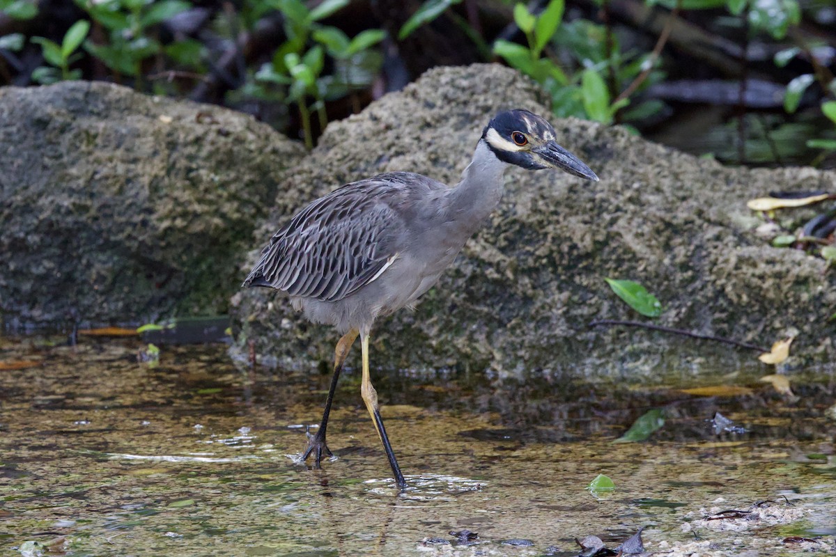 Yellow-crowned Night Heron - ML646877863