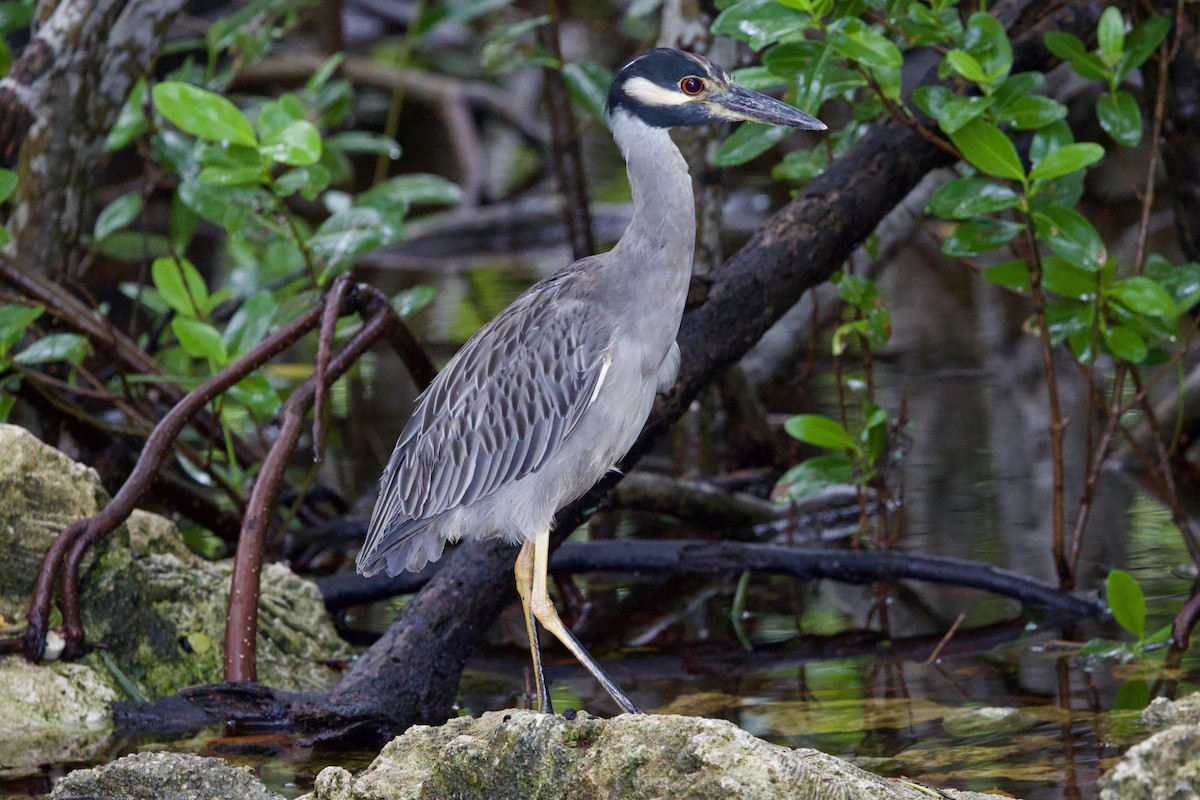 Yellow-crowned Night Heron - ML646877864