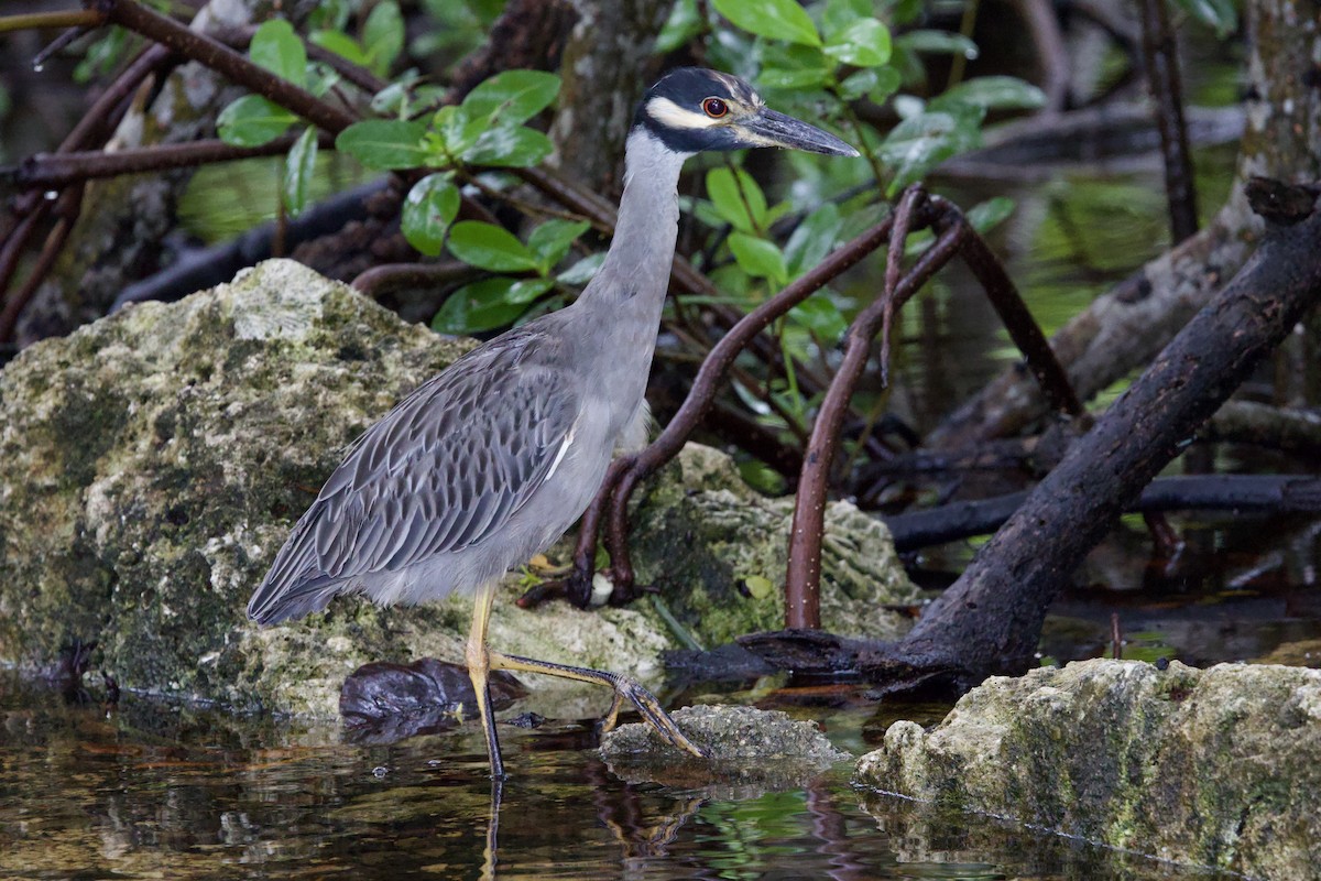 Yellow-crowned Night Heron - ML646877865