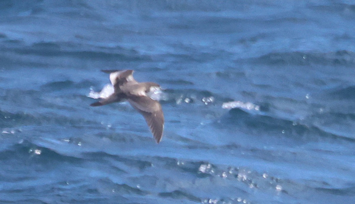 Buller's Shearwater - ML646877866