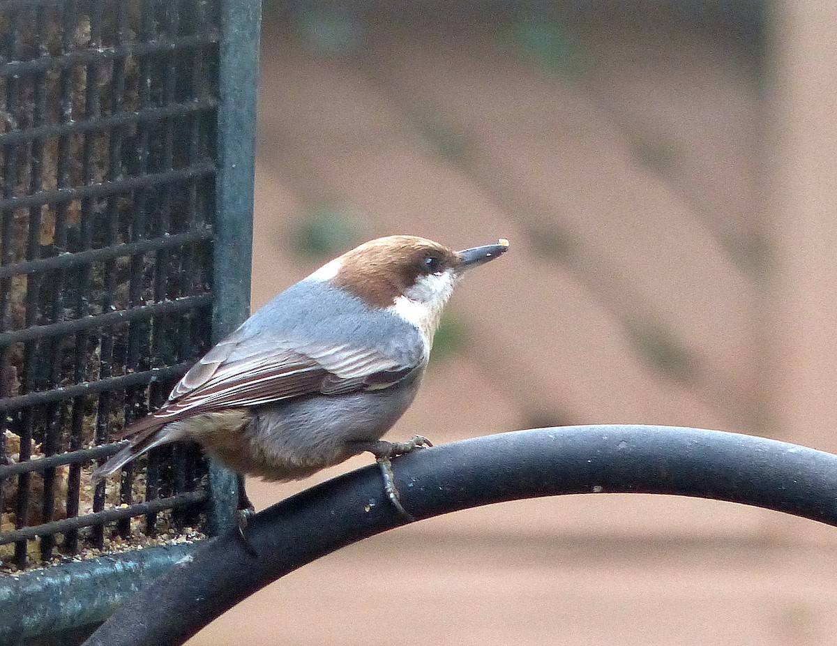 Brown-headed Nuthatch - ML646877867