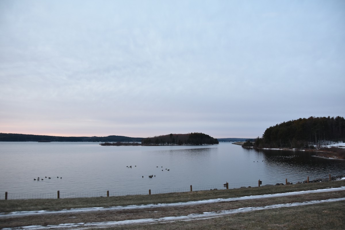 Canada Goose - ML646877868