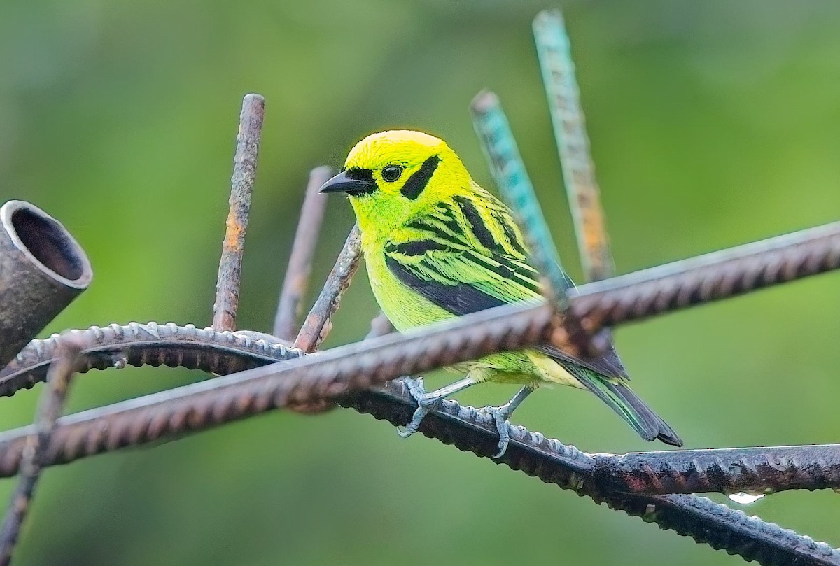 Emerald Tanager - ML646877870