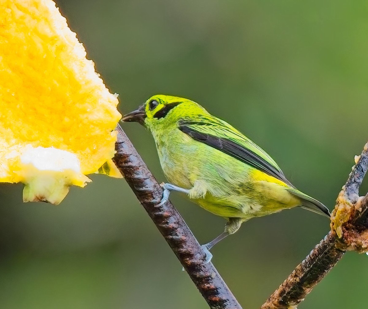 Emerald Tanager - ML646877871
