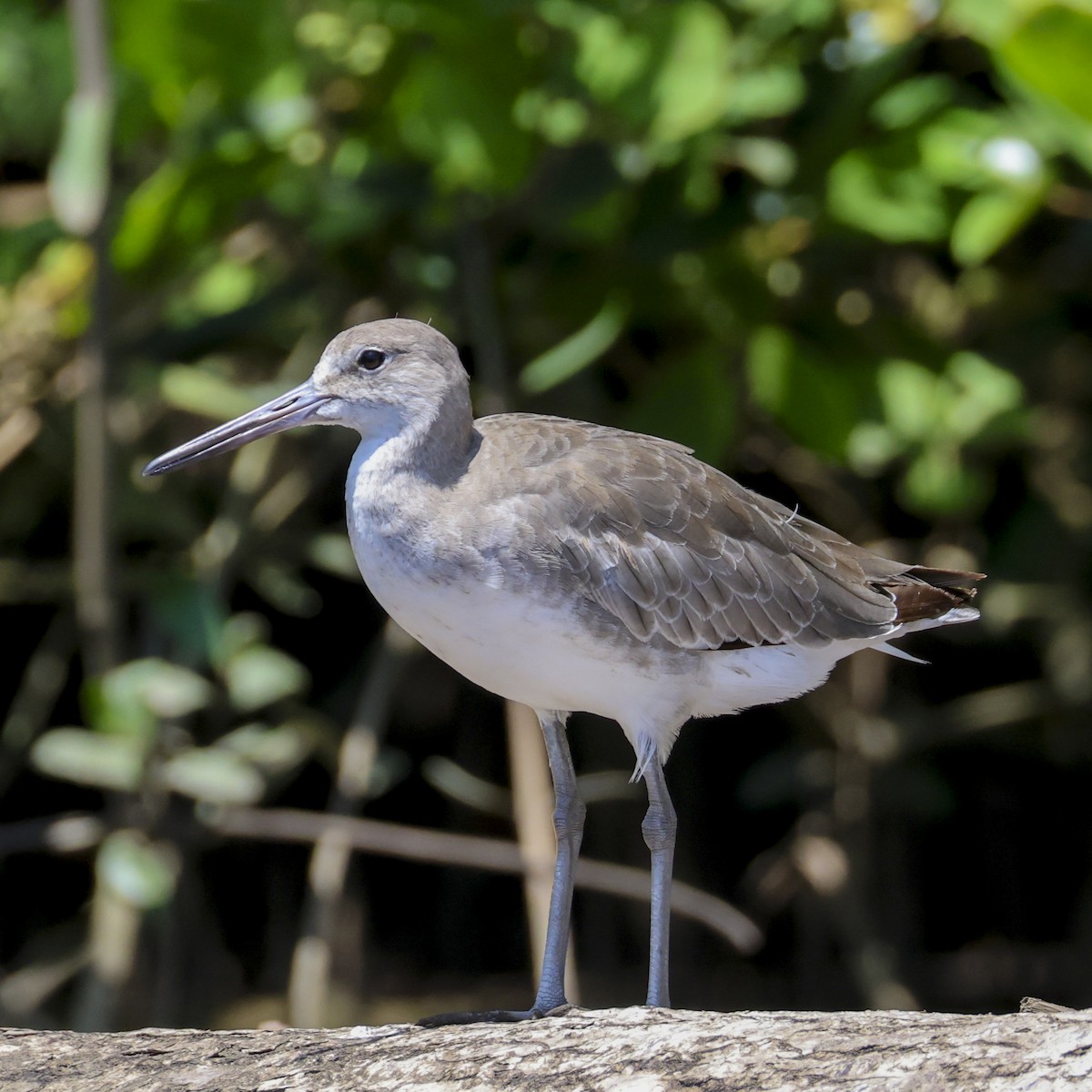 Willet - ML646877876