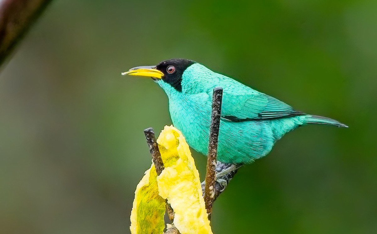 Mielerito Verde - ML646877878