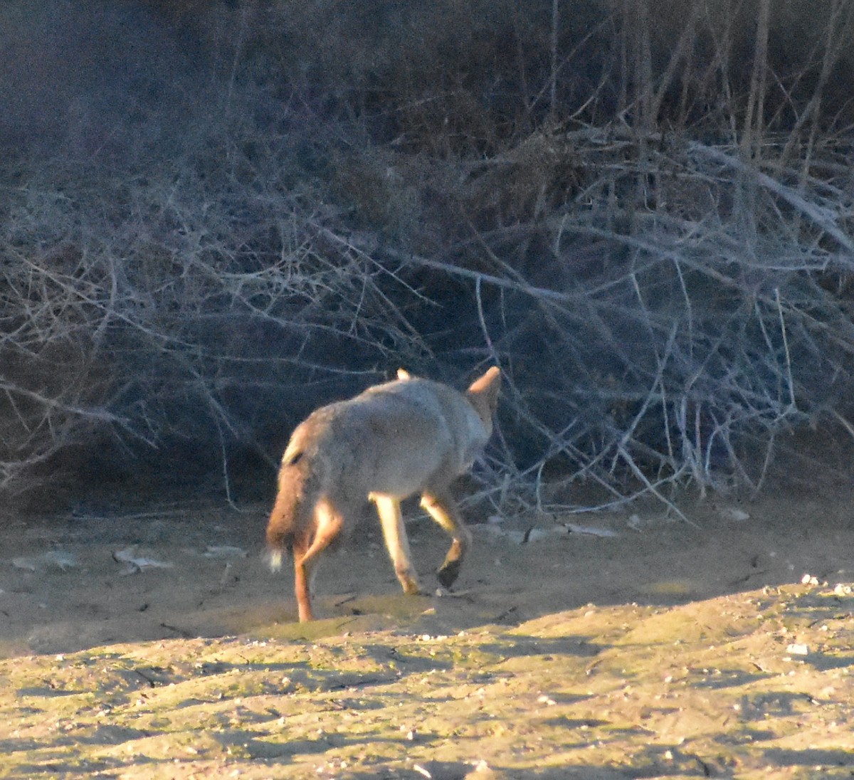 Animali - ML646877884