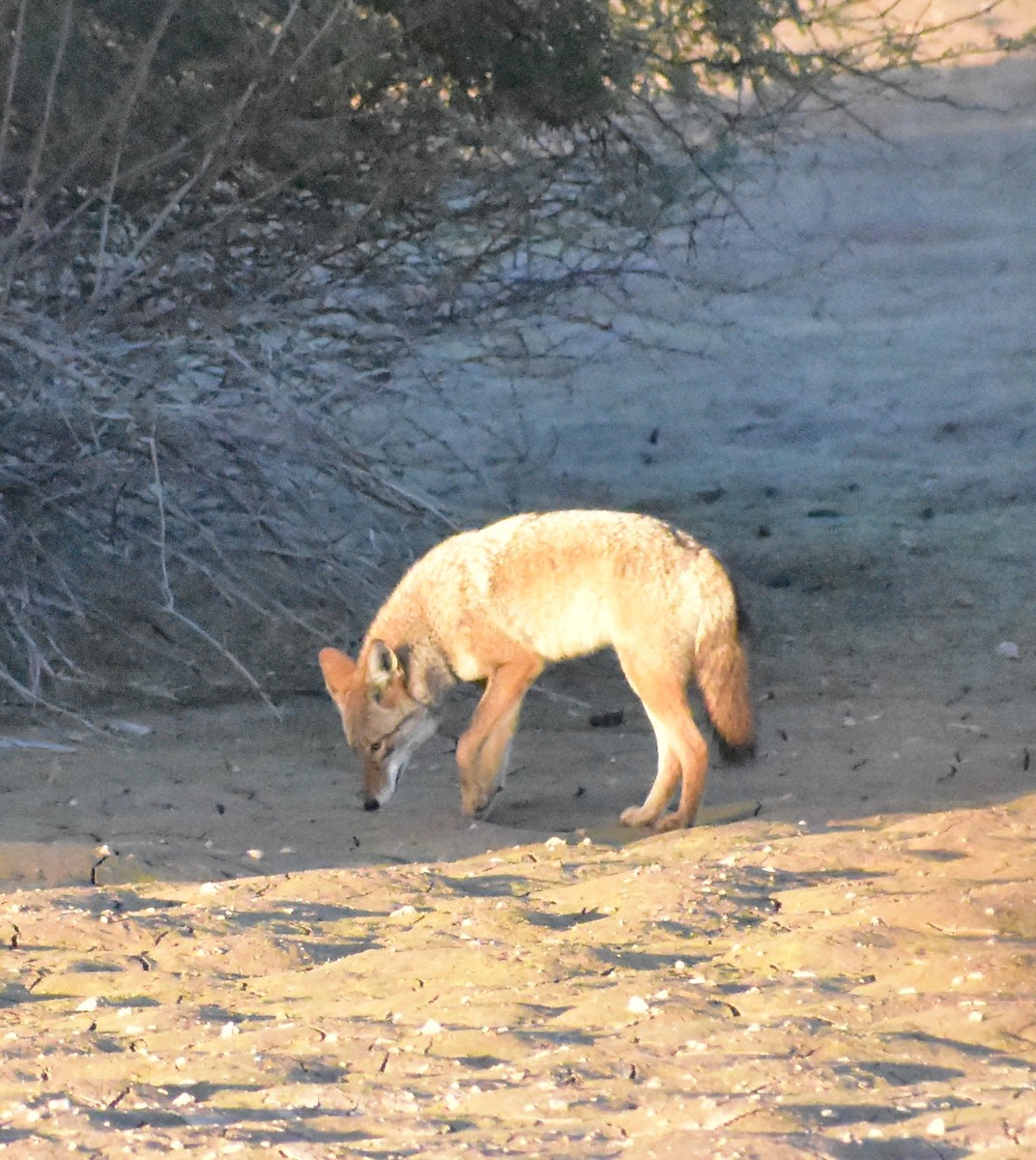 Animali - ML646877888