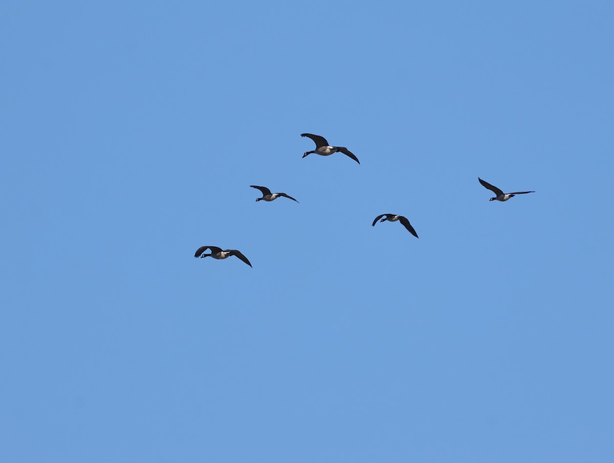 Bernache de Hutchins - ML646877889