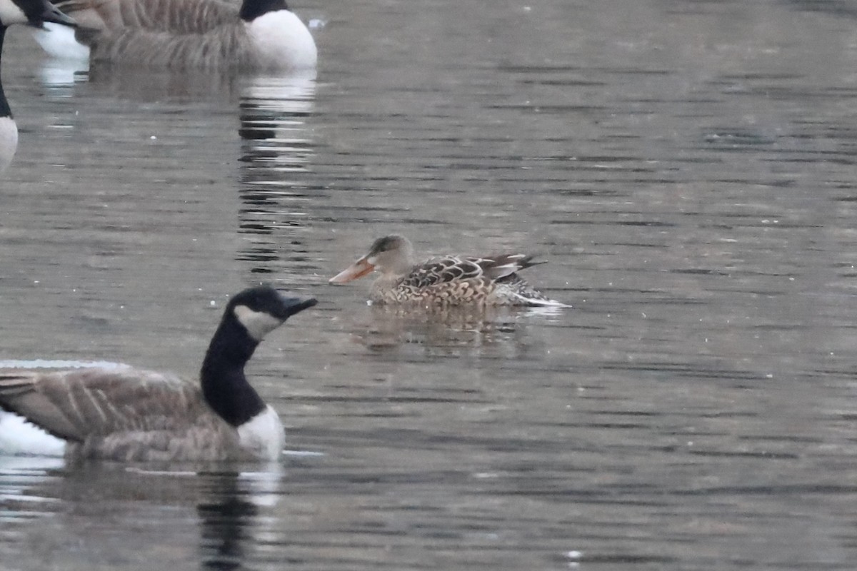 Löffelente - ML646877890