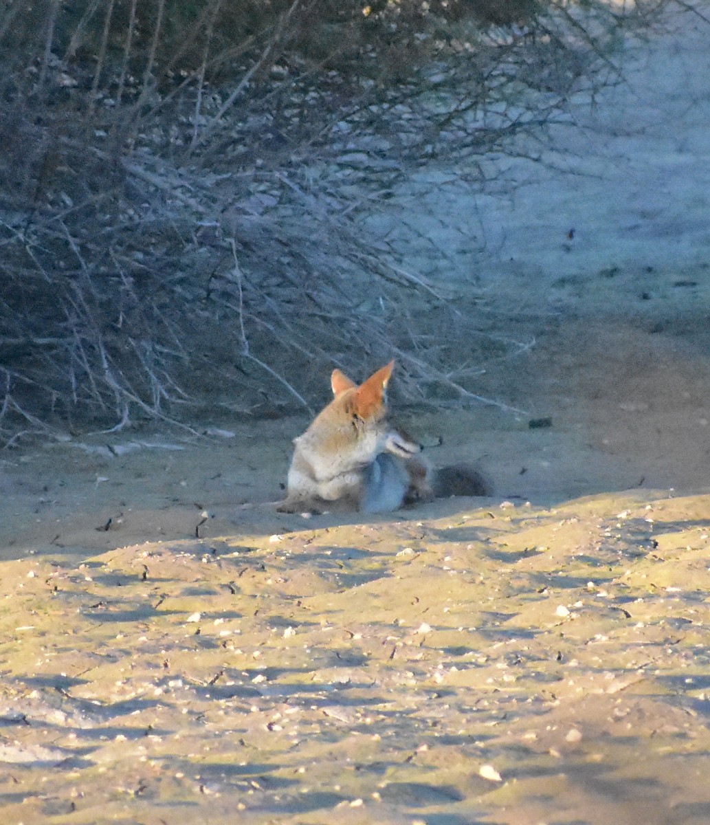 Animali - ML646877891