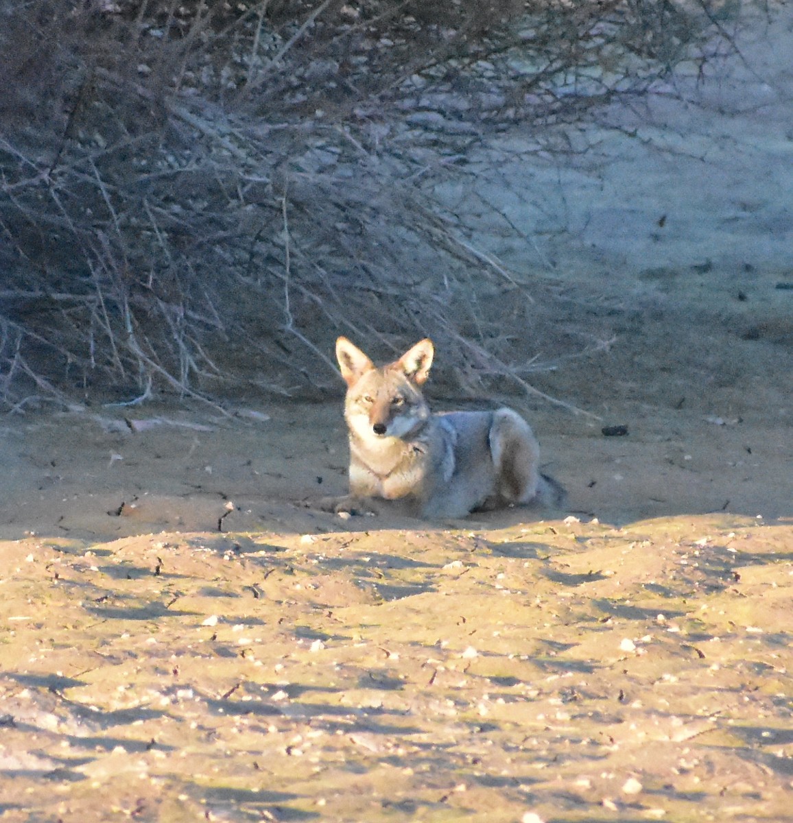 Animali - ML646877893