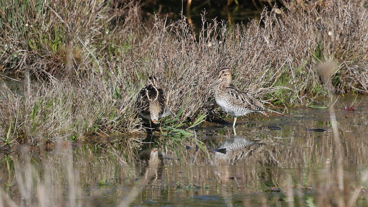 Bécassine de Wilson - ML646877894
