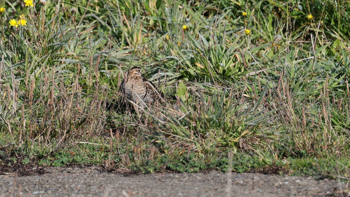 Bécassine de Wilson - ML646877895