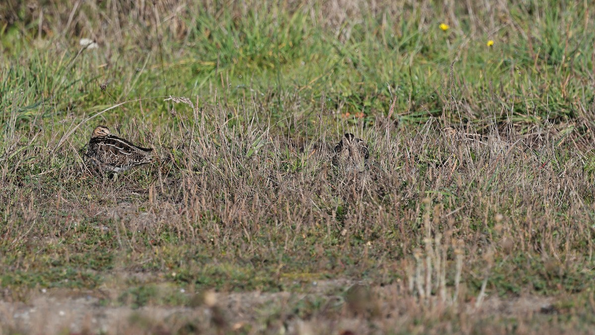 Bécassine de Wilson - ML646877896