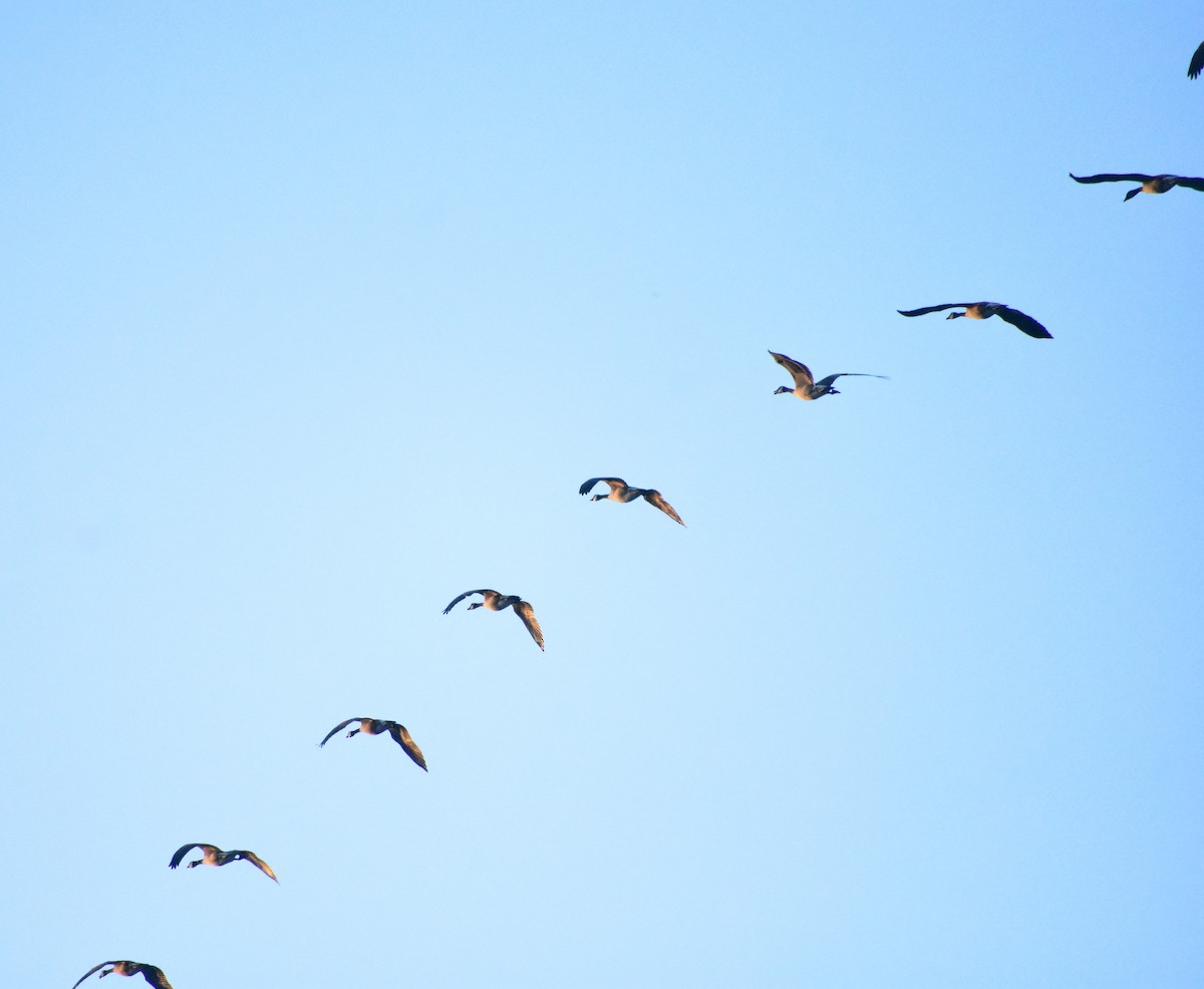 Oca canadese maggiore - ML646877900