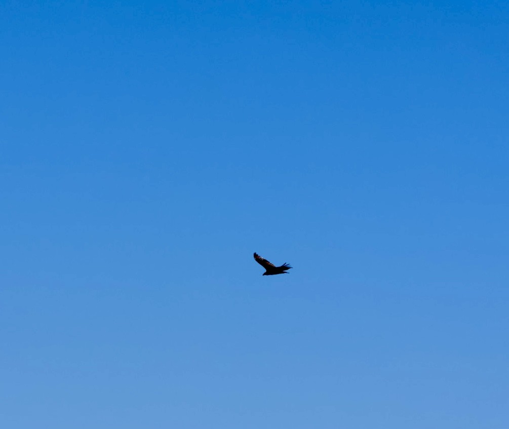 Hindi Akbabası - ML646877905