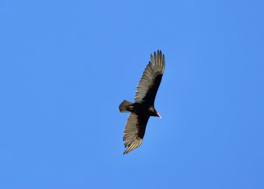 Hindi Akbabası - ML646877907