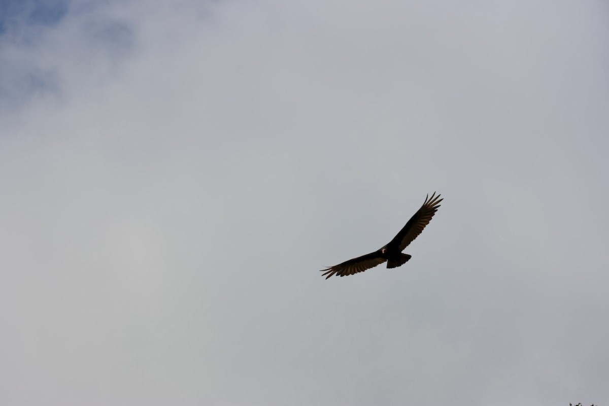 Hindi Akbabası - ML646877908