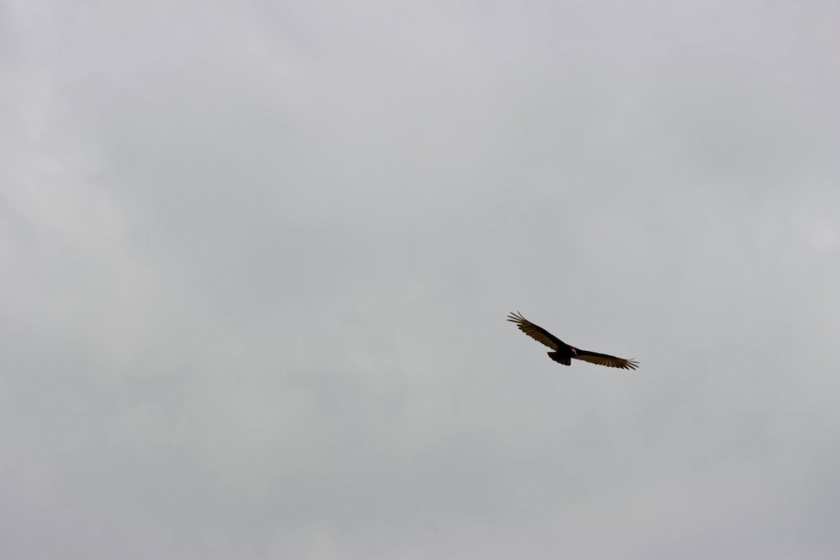 Hindi Akbabası - ML646877909