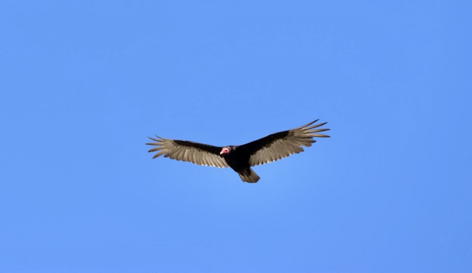 Hindi Akbabası - ML646877911