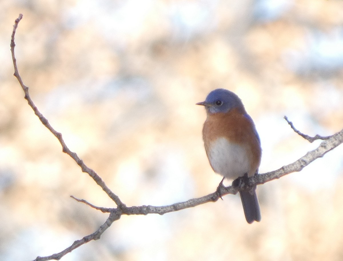 Eastern Bluebird - ML646877912