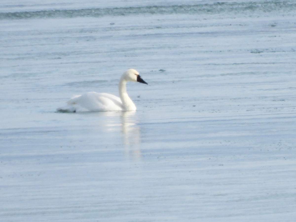 コハクチョウ - ML646877913