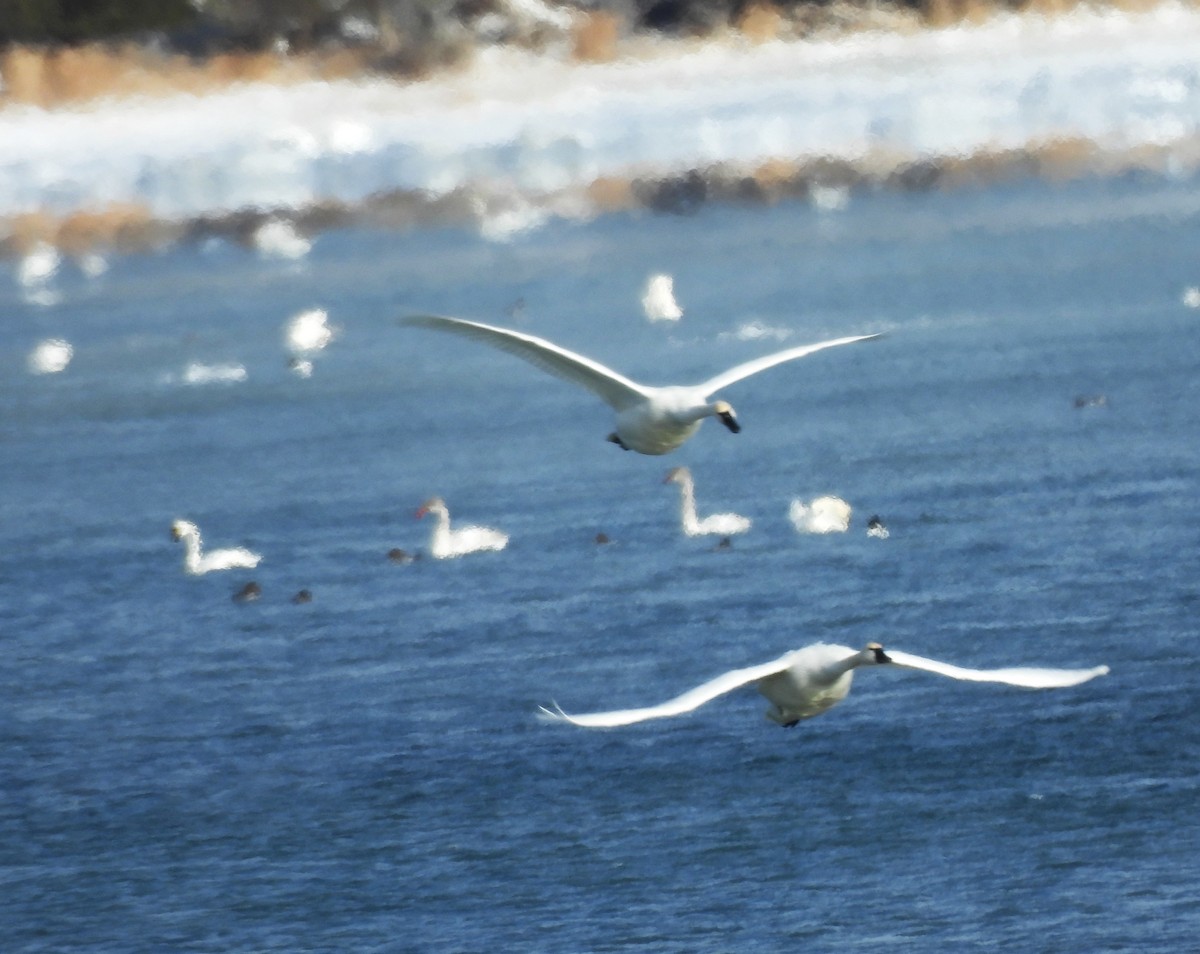 コハクチョウ - ML646877914