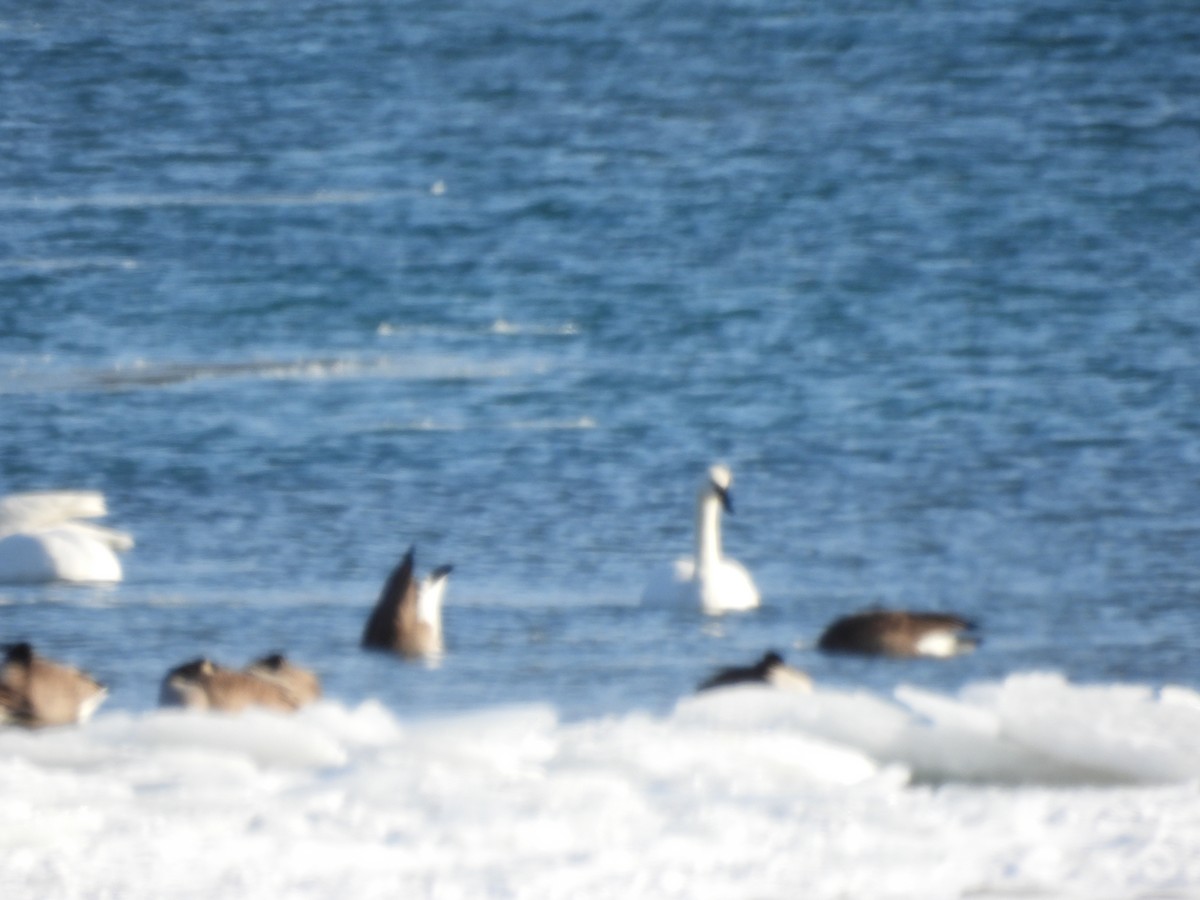 コハクチョウ - ML646877915