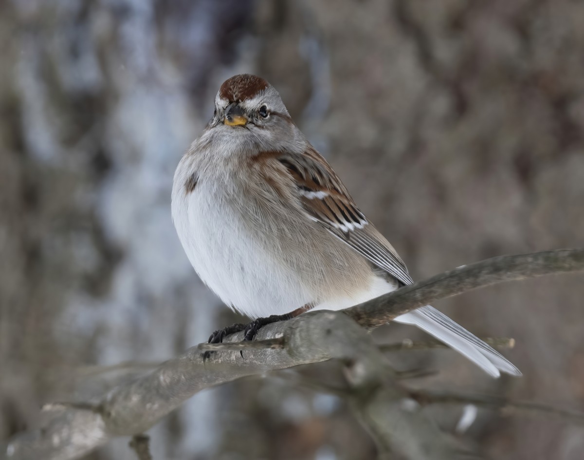 American Tree Sparrow - ML646877916
