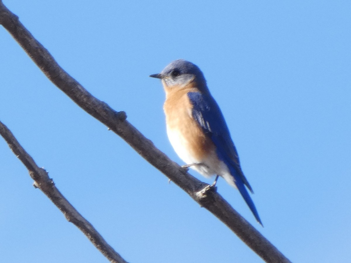Eastern Bluebird - ML646877920
