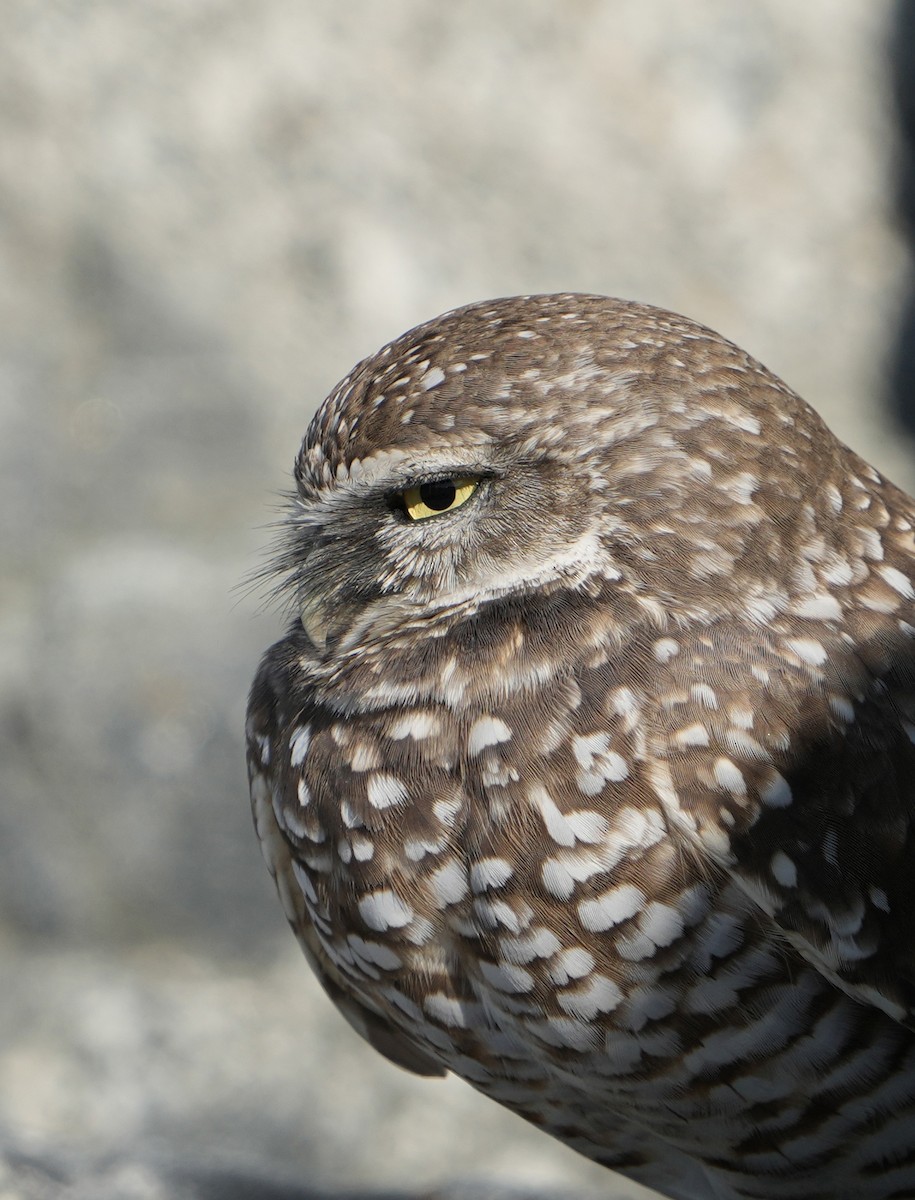Burrowing Owl - ML646877921