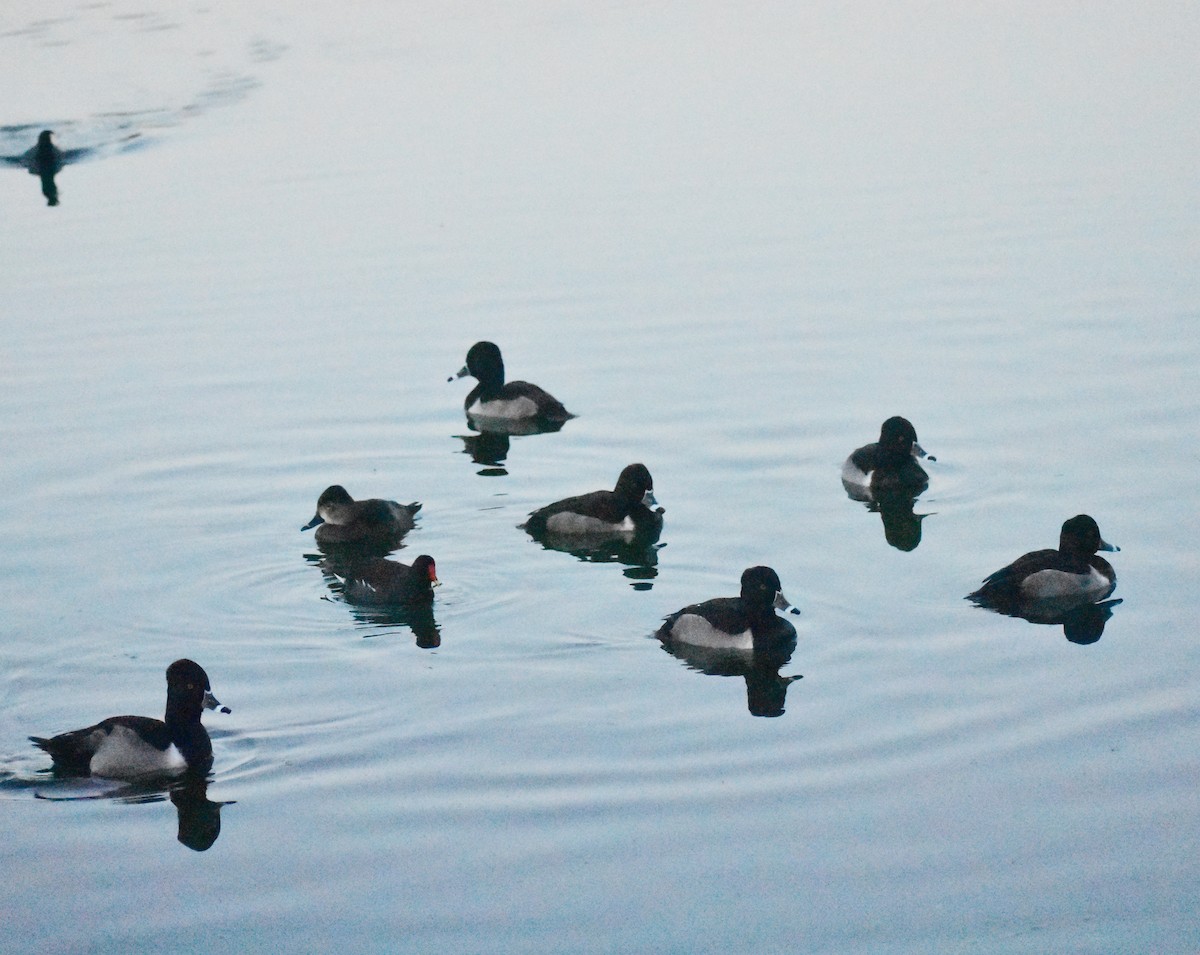 Ringschnabelente - ML646877922