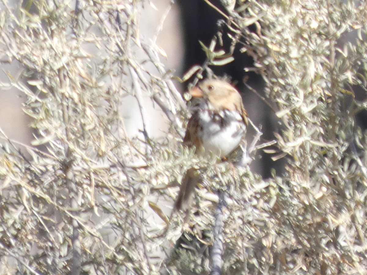 Harrisammer - ML646877924