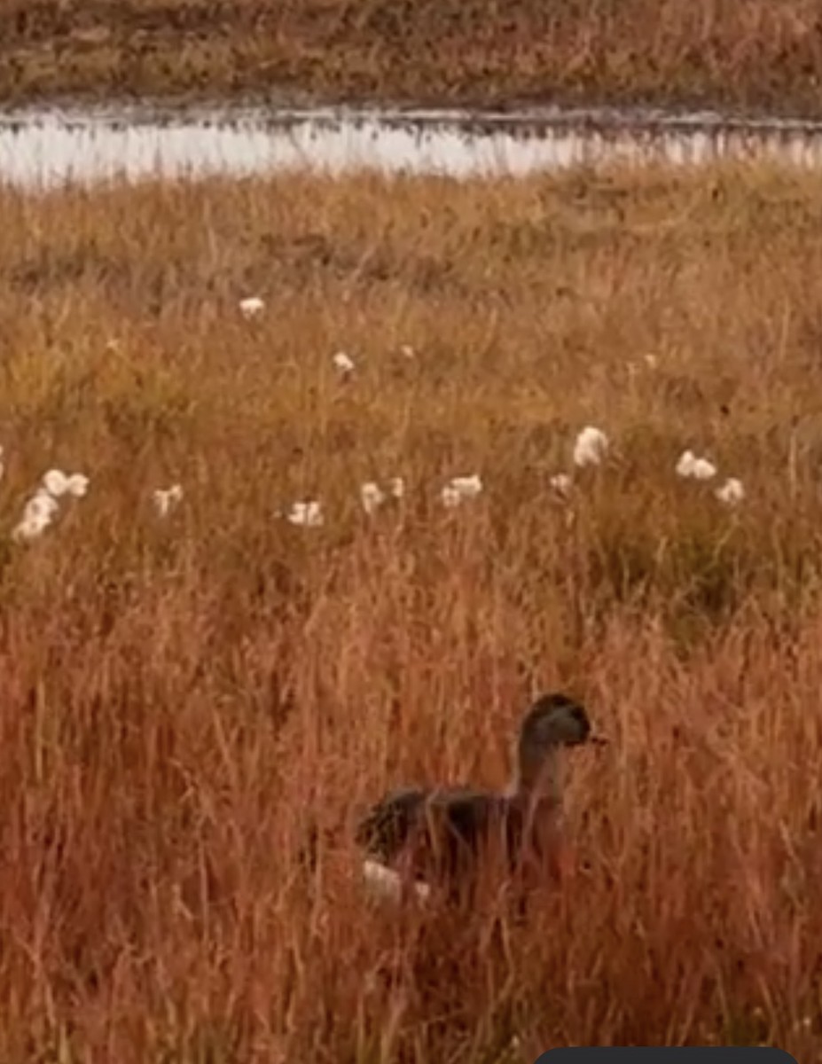 Animals - ML646877933