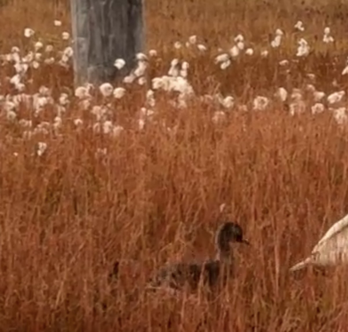 Animals - ML646877934