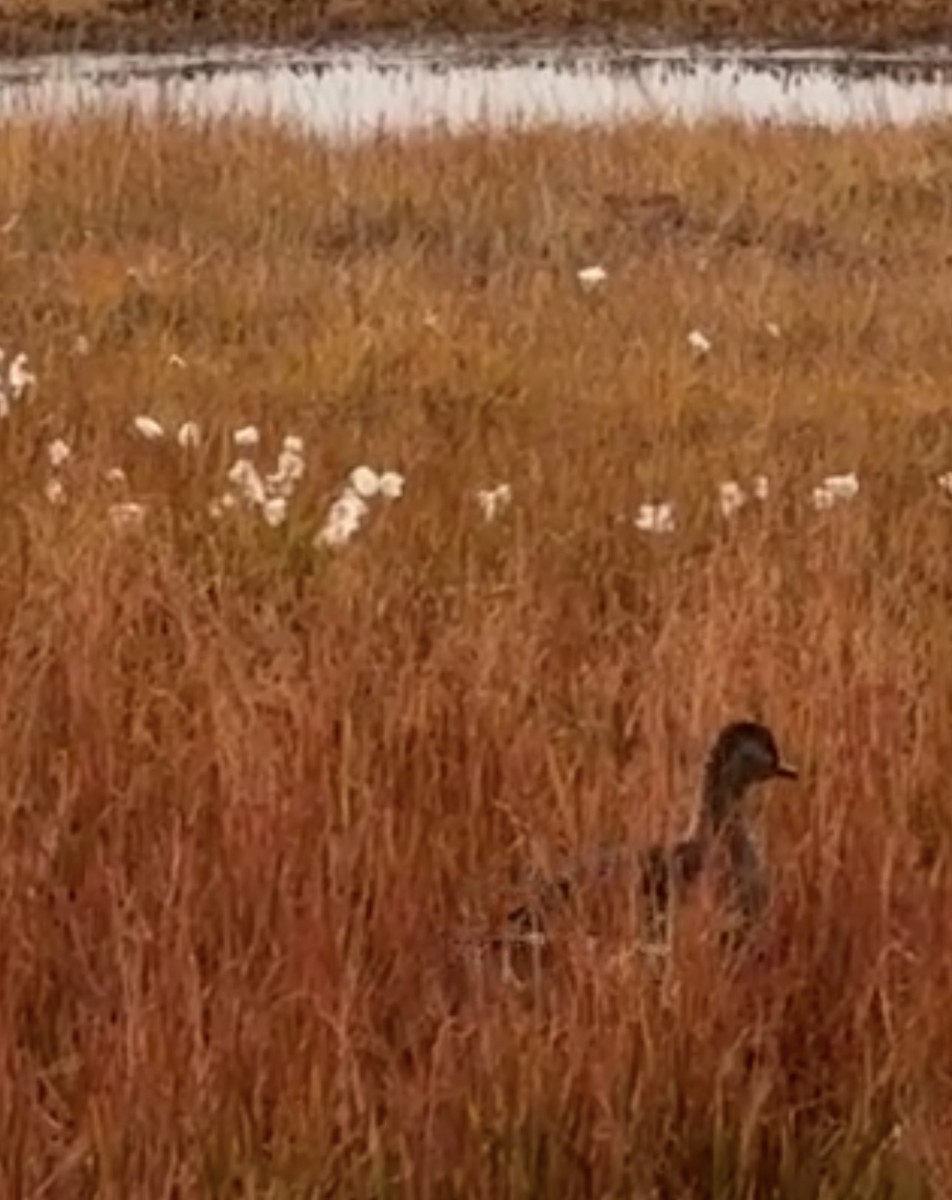 Animals - ML646877935