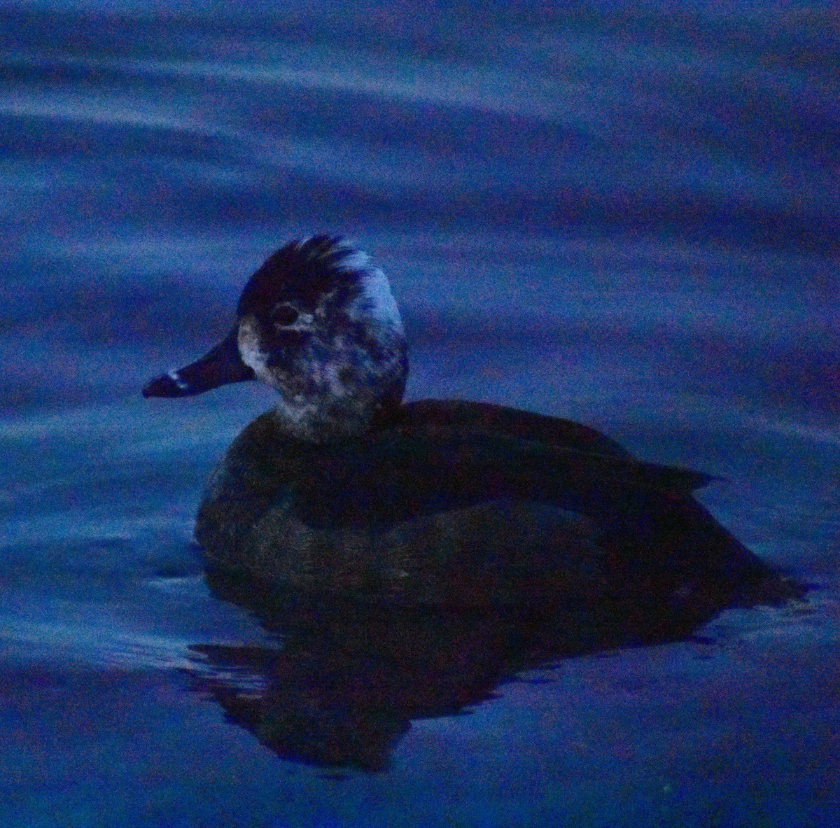 Ringschnabelente - ML646877936