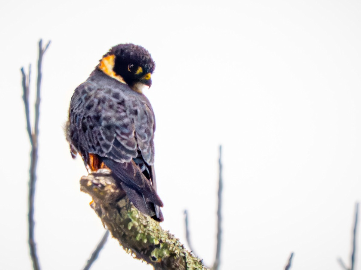 Fledermausfalke - ML646877937