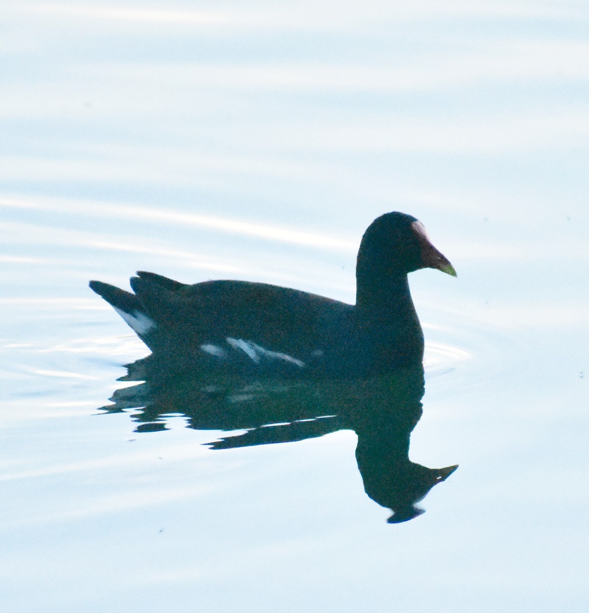 Amerikateichhuhn - ML646877938