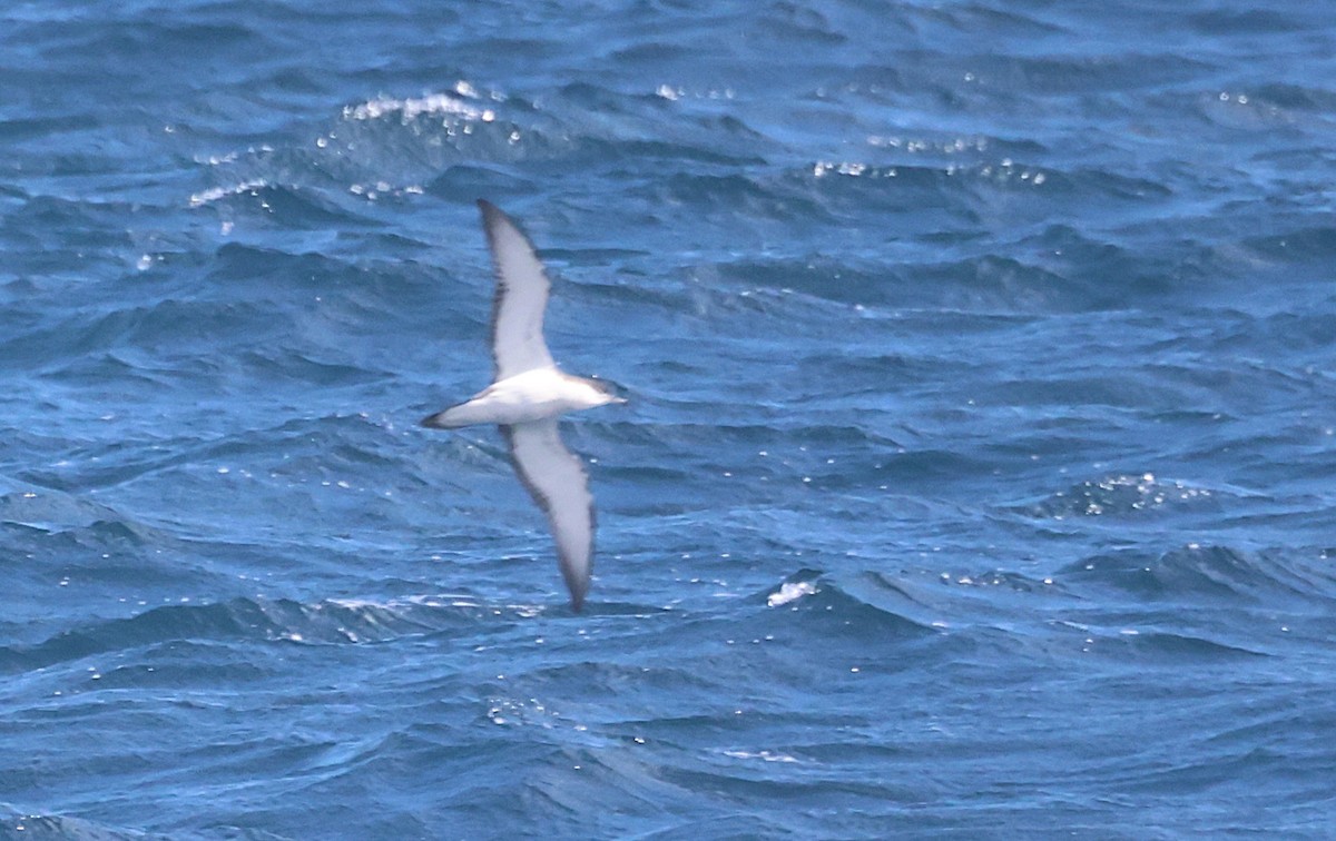 Graumantel-Sturmtaucher - ML646877939