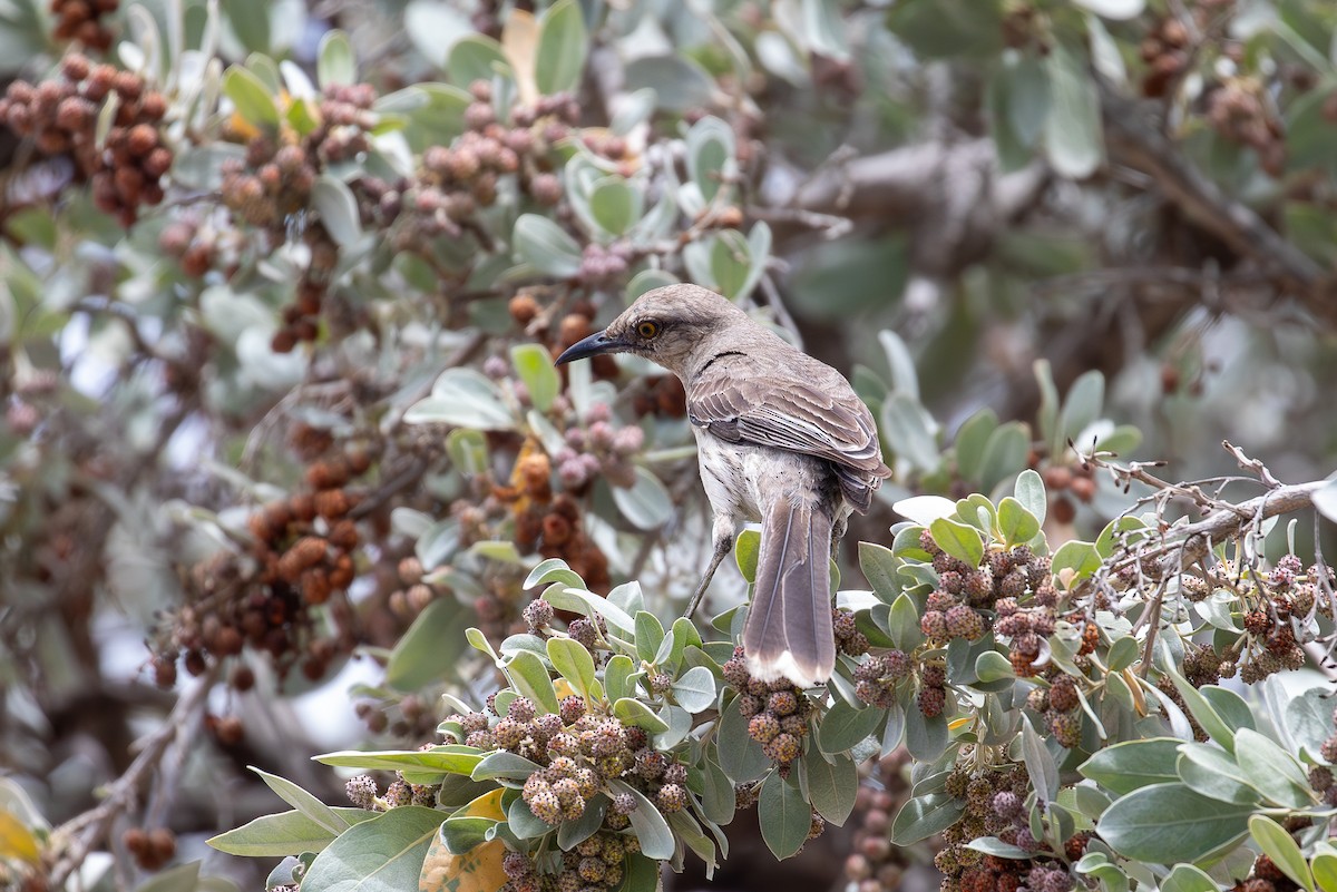 Tropenspottdrossel - ML646877940