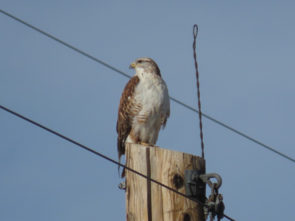 Königsbussard - ML646877942