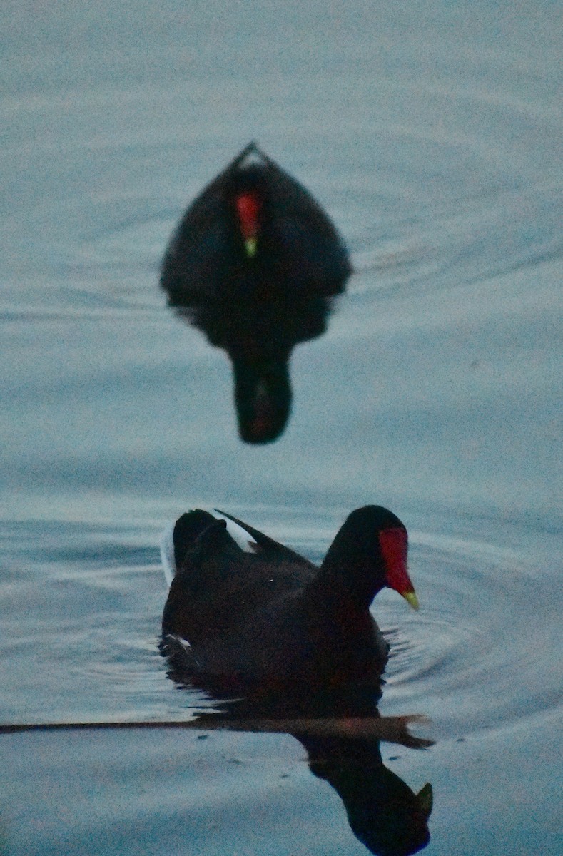 Amerikateichhuhn - ML646877943