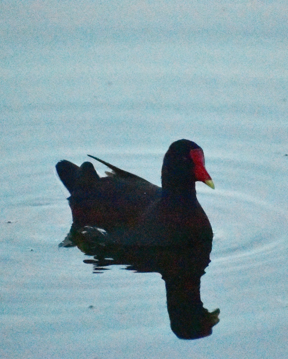 Amerikateichhuhn - ML646877945