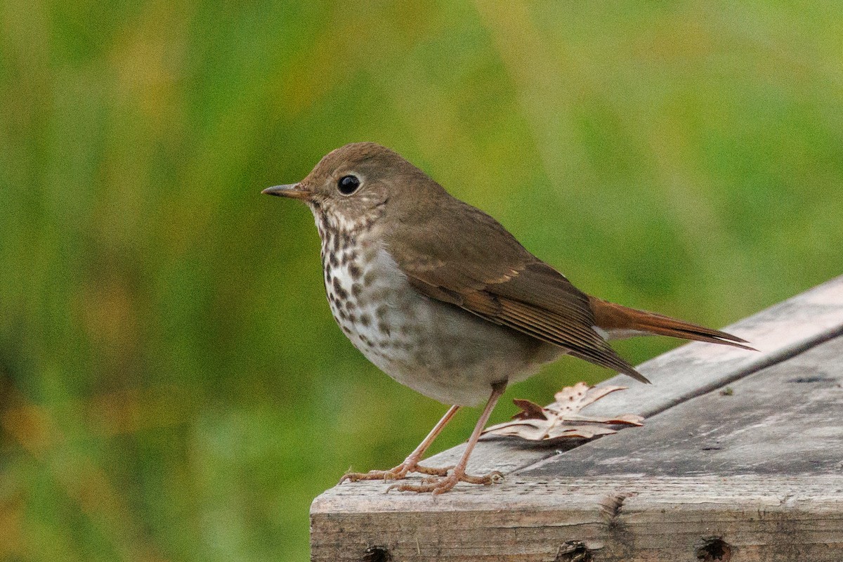 Einsiedler-Musendrossel - ML646877946