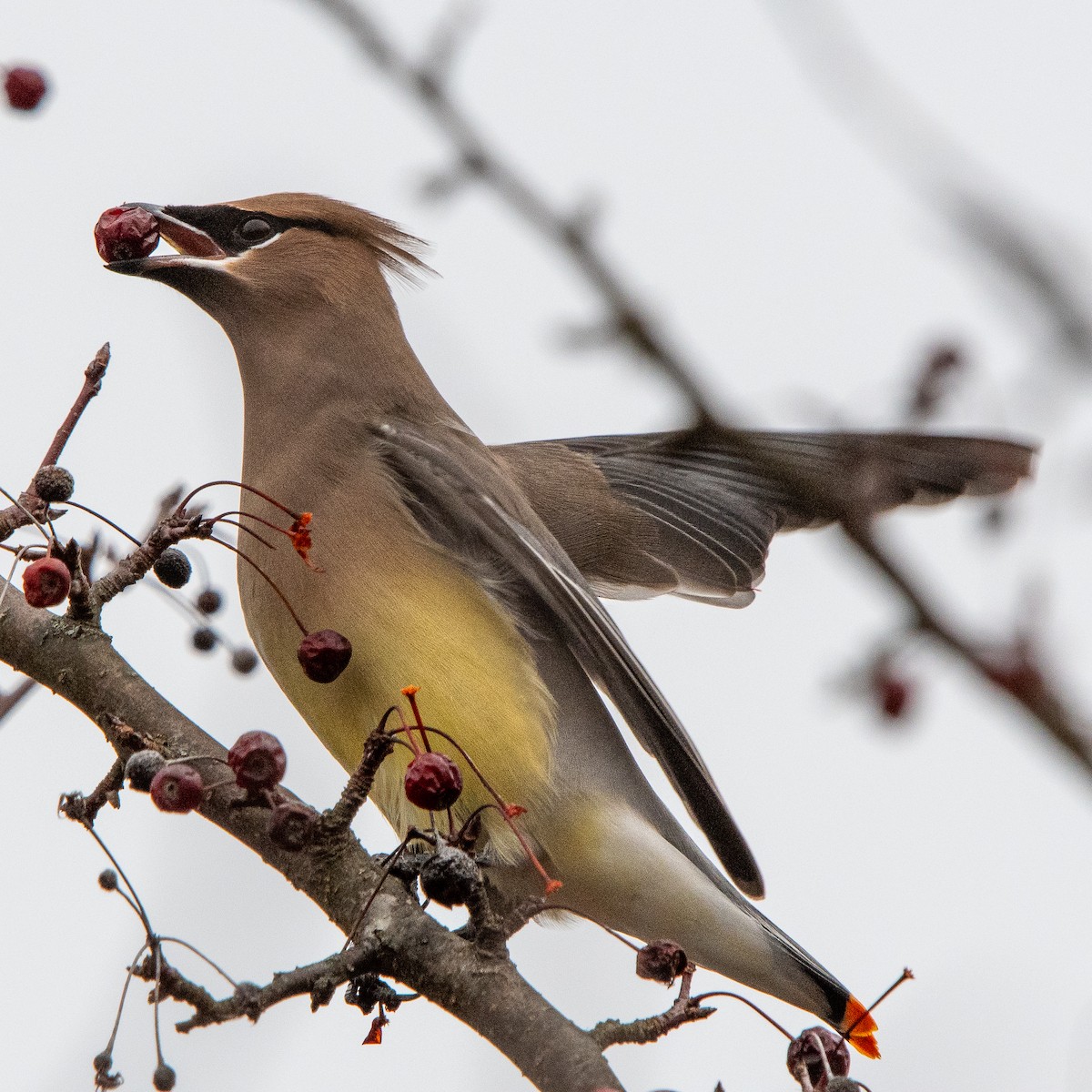 Zedernseidenschwanz - ML646877947